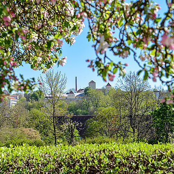 Kirschblüte im Sichtungsgarten - mit Ausblick auf den Weihenstephaner Berg (Foto: (Foto: Sabina Kirchmaier)