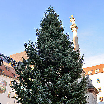 Ein schönes Bild: St. Georgsturm, Christbaumspitze und Mariensäule. (Foto: Stadt Freising)