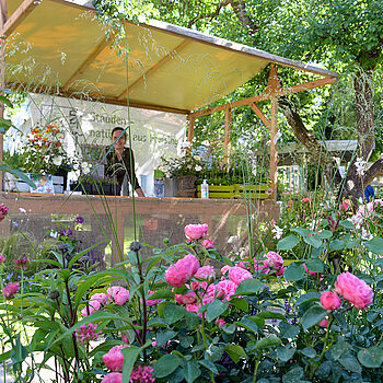 Rosiges Ambiente beim Rosentag 2021 im Amtsgerichtsgarten Freising. (Foto: Stadt Freising)