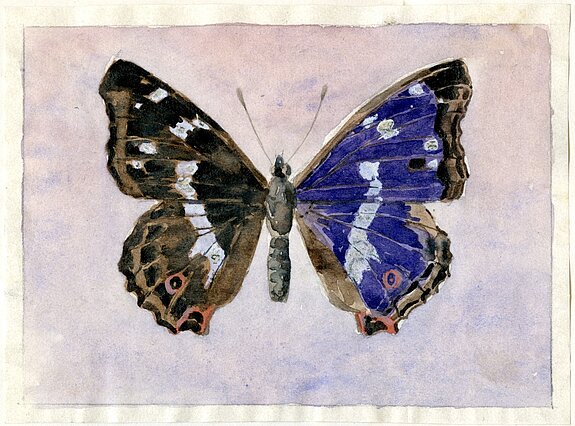 Abb. 3: Großer Schillerfalter/Blauschiller (Apatura iris), Aquarell von Josef Adam, 1922.