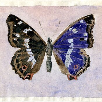 Abb. 3: Großer Schillerfalter/Blauschiller (Apatura iris), Aquarell von Josef Adam, 1922.