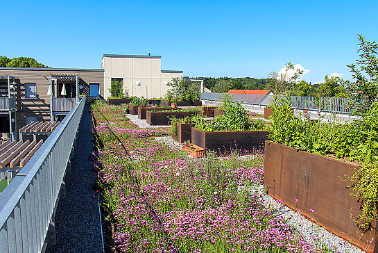 Beim Neubau der geförderten Wohnanlage an der General-von-Stein-Straße 16 entstanden eine begrünte Dachfläche und Beete für die Bewohner*innen. Für Klima und Menschen ein mehrfacher Gewinn. (Foto: Freisinger Wohnbau)