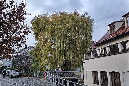 eine gepflasterte Straße, daneben die Moosach über die eine Brücke führt an der eine riesige Weide steht.