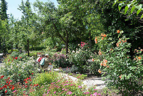 Die Roseninsel liegt zwischen zwei Moosach-Armen im Bereich der Bahnhofstraße. Ihr Schaugarten mit mehr als 80 unterschiedlichen Rosen besticht durch ein besonderes Ambiente. (Foto: Stadt Freising)