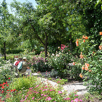 Impressionen von der Roseninsel am Rosentag 2021 in Freising. (Foto: Stadt Freising)