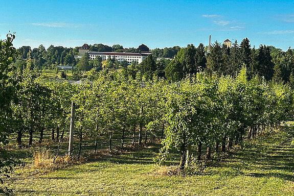 Haselnussbüsche in Reihe gepflanzt vor blauem Himmel