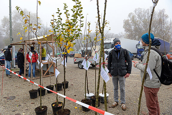 Umweltreferent Manfred Drobny (rechts) erkundigt sich bei Florian Rüger, nach welchen Kriterien die Stadt Freising die Bäume ausgewählt hat. 