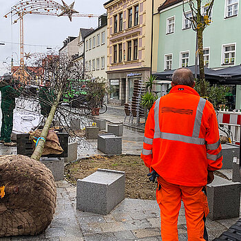 Insgesamt wird die Obere Altstadt mit 17 Bäumen begrünt. (Foto: Stadt Freising) 