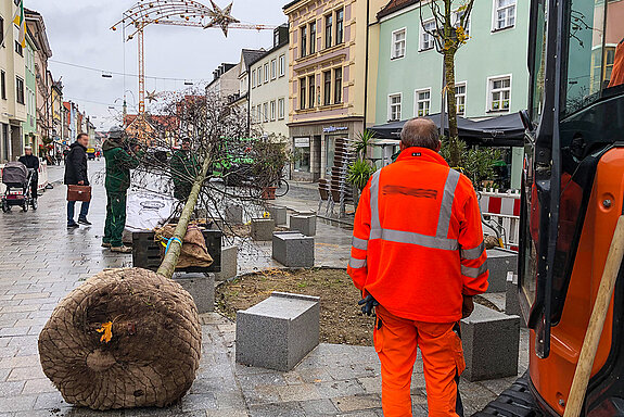Insgesamt wird die Obere Altstadt mit 17 Bäumen begrünt. (Foto: Stadt Freising) 