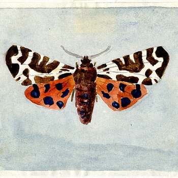 Abb. 1: Brauner Bär (Arctia caja), Aquarell von Josef Adam, 1922.