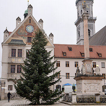 Und jetzt steht er da: Elf Meter hoch, gerade und dicht gewachsen - ein schöner Christbaum!