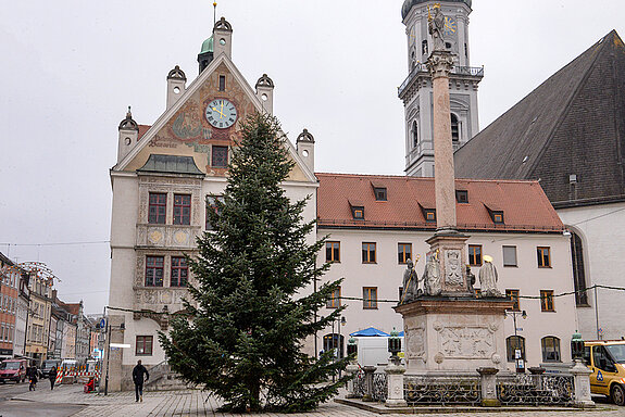 Und jetzt steht er da: Elf Meter hoch, gerade und dicht gewachsen - ein schöner Christbaum!