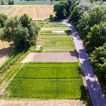 rechts Bäume, eine Straße, dann ein Feld, das verschieden bebaut ist im Blick von oben