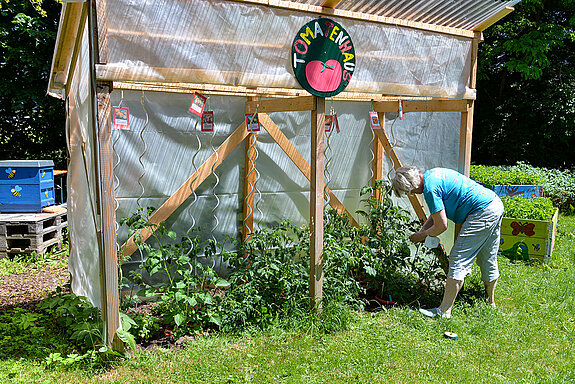 Geschützt vom Regen, dank Rankhilfen und der sorgsamen Pflege von Gabi Dworsky entwickeln sich die Tomatenpflanzen prächtig. (Foto: Stadt Freising)