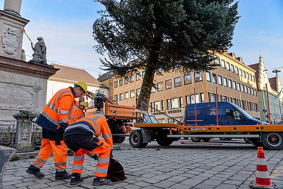 Schon schwebt der Baum heran und schnell müssen die Abdeckungen der Bodenhülse entfernt werden. (Foto: Stadt Freising)