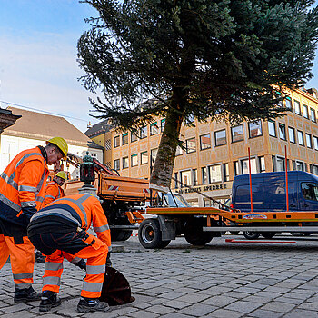 Schon schwebt der Baum heran und schnell müssen die Abdeckungen der Bodenhülse entfernt werden. (Foto: Stadt Freising)