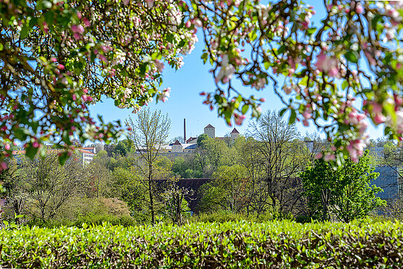 Kirschblüte im Sichtungsgarten - mit Ausblick auf den Weihenstephaner Berg (Foto: (Foto: Sabina Kirchmaier)