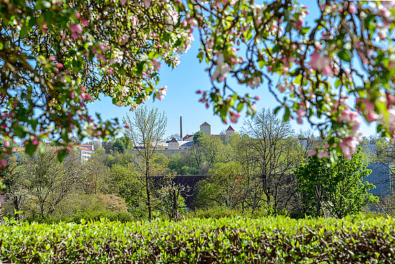 Kirschblüte im Sichtungsgarten - mit Ausblick auf den Weihenstephaner Berg (Foto: (Foto: Sabina Dannoura)