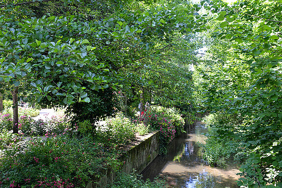 Auf geht´s zur Roseninsel, dem zweiten Veranstaltungsort beim Rosentag 2021! Der Rosengarten liegt an der Schleifermoosach und verzaubert mit über 80 verschiedenen Rosensorten. (Foto: Stadt Freising)