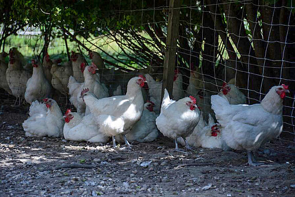 Glückliche Hühner suchen Schatten unter einem Busch. Foto: Thomas Sadler