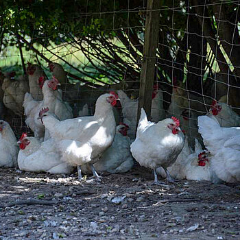 Glückliche Hühner suchen Schatten unter einem Busch. Foto: Thomas Sadler