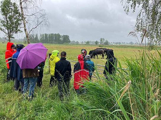 Eine Gruppe Menschen steht in Regenkleidung vor einem Gatter. Auf der Wiese dahinter grasen schwarze Wasserb&uuml;ffel. 