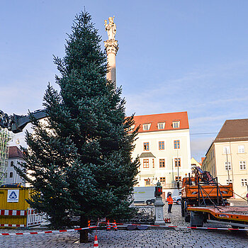 Dank der Routine unseres Baumhof-Teams steht der Christbaum auf Anhieb absolut gerade. (Foto: Stadt Freising)