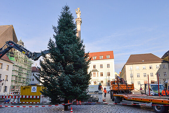 Dank der Routine unseres Baumhof-Teams steht der Christbaum auf Anhieb absolut gerade. (Foto: Stadt Freising)
