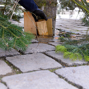 Nahaufnahme: Holzspatel werden in den Boden geklopft.