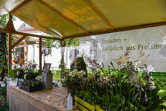 Zauberhafte Stimmung beim Rosentag 2021 im Amtsgerichtsgarten Freising. (Foto: Stadt Freising)