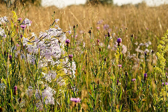 Bezaubernder Blütenreichtum, darunter Prachtnelken, auf einer Magerwiese im Freisinger Moos. (Foto: Michael Schober)