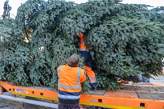 Versteckt in den Tannenzweigen - Vorbereitung für das Anheben des Christbaums. (Foto: Stadt Freising).