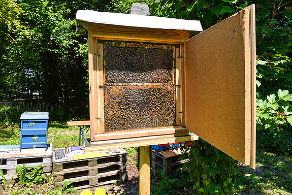 Am Bienen-Schaukasten können Kinder ganz genau beobachten, was die emsigen Insekten treiben. (Foto: Stadt Freising)