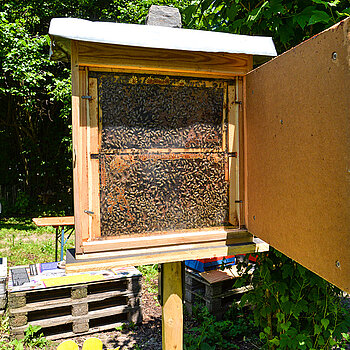 Am Bienen-Schaukasten können Kinder ganz genau beobachten, was die emsigen Insekten treiben. (Foto: Stadt Freising)