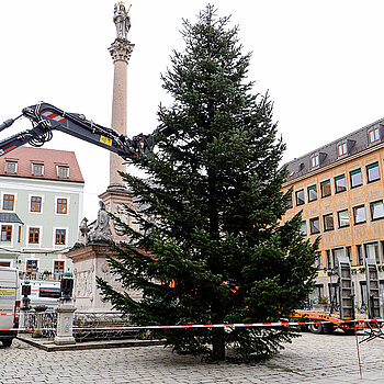 Noch wird der Stamm nämlich von der Bagger-Befestigung gehalten.