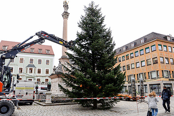 Noch wird der Stamm nämlich von der Bagger-Befestigung gehalten.