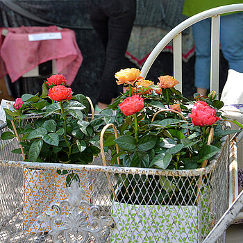 Rose to go: Wer keine Zeit zum Aussuchen einer Rose hatte, konnte hier bei den vorbereiteten Rosenstock-Tüten direkt zugreifen. (Foto: Stadt Freising)