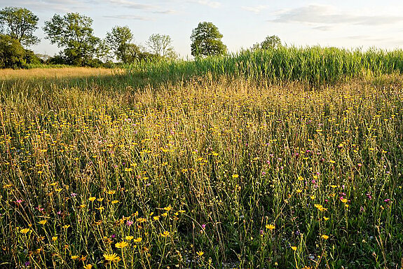 Blühtenpracht mit Kartäusernelken und Ochsenaugen auf einer Magerwiese, im Hintergrund die mit Schilf bewachsene Schleiferbachquelle. (Foto: Michael Schober)