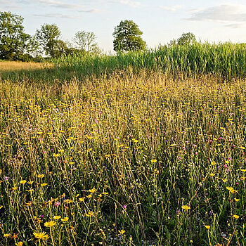 Blühtenpracht mit Kartäusernelken und Ochsenaugen auf einer Magerwiese, im Hintergrund die mit Schilf bewachsene Schleiferbachquelle. (Foto: Michael Schober)