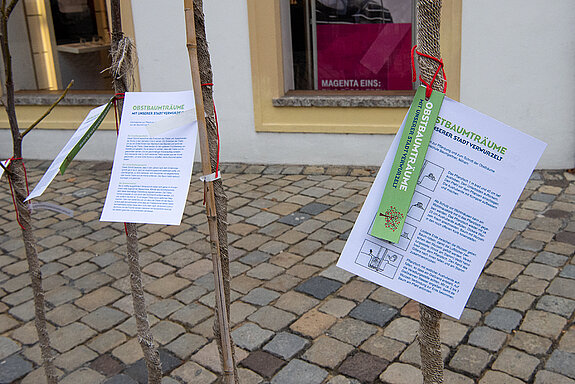 Die Obstbäume stammen von der Baumschule Baumgartner in Dietersburg, die jeden Baum mit Infos zu Pflanzung und Schnitt bestückt hat. (Foto: Stadt Freising)