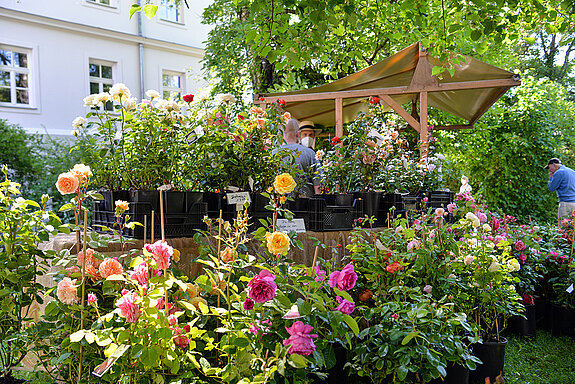 Prachtvolle Rosenpflanzen wurden beim Rosentag 2021 im Amtsgerichtsgarten feilgeboten. (Foto: Stadt Freising)