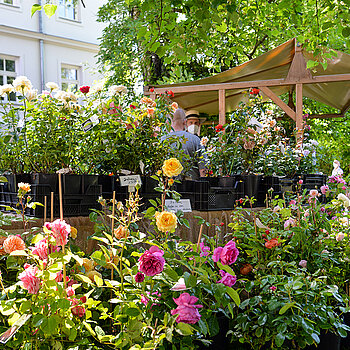 Prachtvolle Rosenpflanzen wurden beim Rosentag 2021 im Amtsgerichtsgarten feilgeboten. (Foto: Stadt Freising)