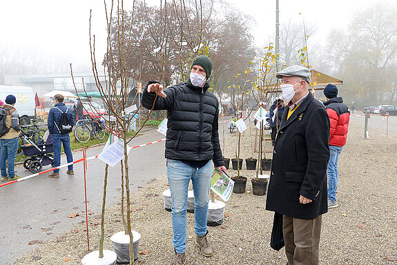 Hier darf die Schere ansetzen: Michael Schulze zeigt, in welcher Höhe der Baum nach der Pflanzung zugeschnitten werden darf. 