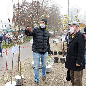 Hier darf die Schere ansetzen: Michael Schulze zeigt, in welcher Höhe der Baum nach der Pflanzung zugeschnitten werden darf. 