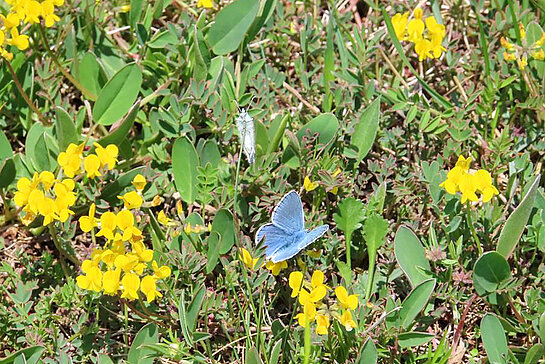 Himmelblauer Bläuling, eine gefährdete Tagfalterart, auf einer mit Hornklee bewachsenen Magerwiese an der Schleiferbachquelle. (Foto: Michael Schober)