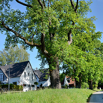 Baumveteranen: die mächtigen Eichen in der Straße Unter den Eichen in Freising.