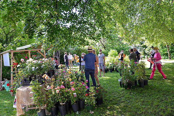 Zauberhafte Stimmung beim Rosentag 2021 im Amtsgerichtsgarten. (Foto: Stadt Freising)