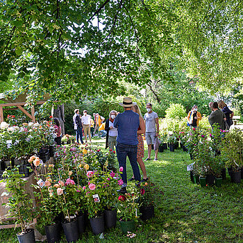 Zauberhafte Stimmung beim Rosentag 2021 im Amtsgerichtsgarten. (Foto: Stadt Freising)