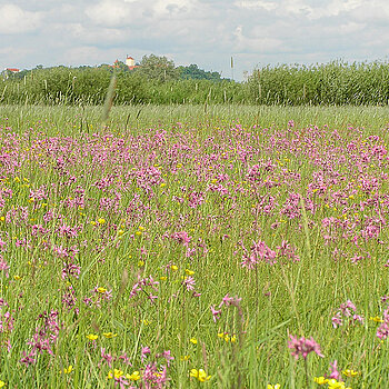 Schön und wertvoll: eine artenreiche Wiese mit Kuckuckslichtnelke. (Foto: Manfred Drobny) 