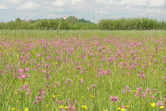 Schön und wertvoll: eine artenreiche Wiese mit Kuckuckslichtnelke. (Foto: Manfred Drobny) 